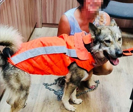 Защитный жилет для собак